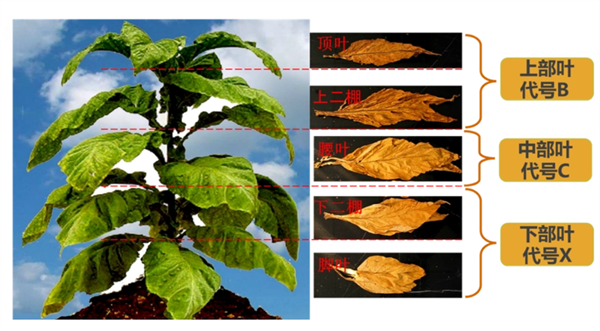 煙葉怎么分級(jí)？煙葉分級(jí)原理和方法