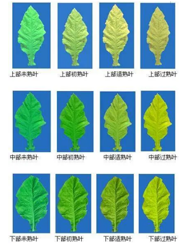 煙葉怎么分級(jí)？煙葉分級(jí)原理和方法2